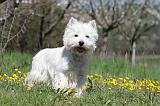 WESTIE 195